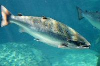 El genoma del salmón atlántico es uno de los más complejos de ensamblar debido a su alto grado de duplicación.