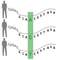 En el laboratorio se seleccionan trozos del genoma humano y se identifican las diferencias posibles, lo que se llama SNP, es decir, letras que han cambiado su distribución. 