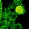 bacterias